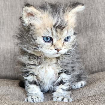 chaton Selkirk Rex Longhair black golden blotched tabby Boogie Chatterie Ochatmouton