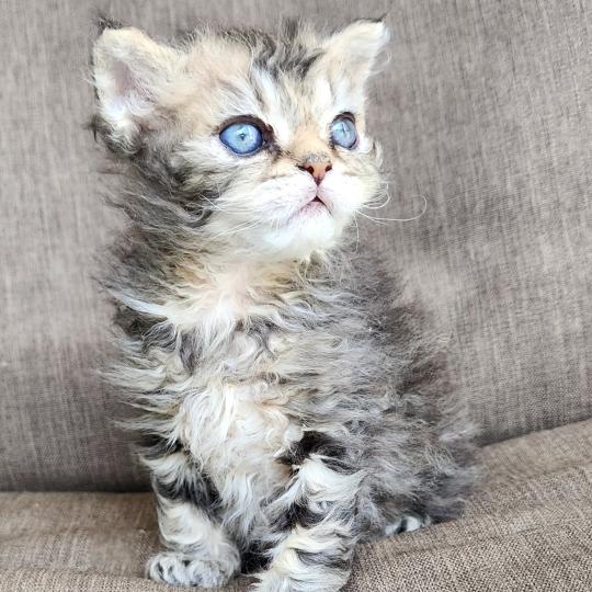 chaton Selkirk Rex Longhair black golden blotched tabby Boogie Chatterie Ochatmouton