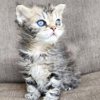 chaton Selkirk Rex Longhair black golden blotched tabby Boogie Chatterie Ochatmouton