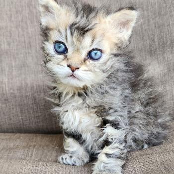 chaton Selkirk Rex Longhair black golden blotched tabby Boogie Chatterie Ochatmouton