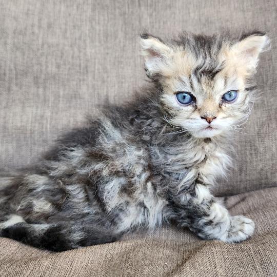 chaton Selkirk Rex Longhair black golden blotched tabby Boogie Chatterie Ochatmouton