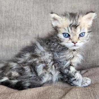 chaton Selkirk Rex Longhair black golden blotched tabby Boogie Chatterie Ochatmouton