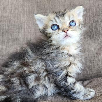 chaton Selkirk Rex Longhair black golden blotched tabby Boogie Chatterie Ochatmouton