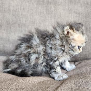 chaton Selkirk Rex Longhair black golden blotched tabby Boogie Chatterie Ochatmouton