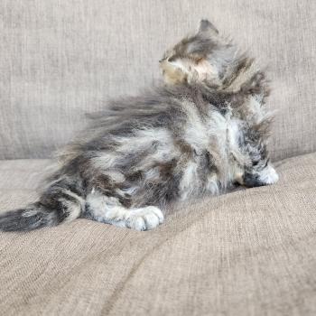 chaton Selkirk Rex Longhair black golden blotched tabby Boogie Chatterie Ochatmouton