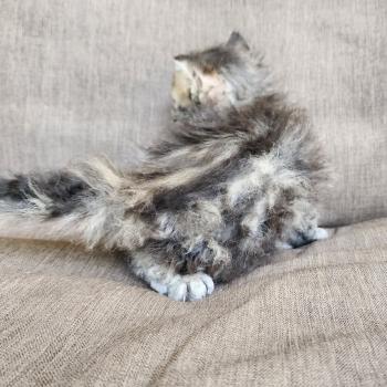 chaton Selkirk Rex Longhair black golden blotched tabby Boogie Chatterie Ochatmouton