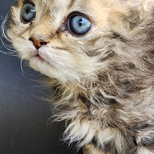 chaton Selkirk Rex Longhair black golden blotched tabby Boogie Chatterie Ochatmouton