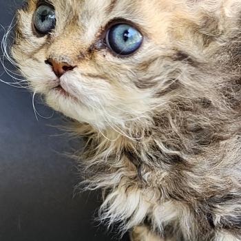 chaton Selkirk Rex Longhair black golden blotched tabby Boogie Chatterie Ochatmouton