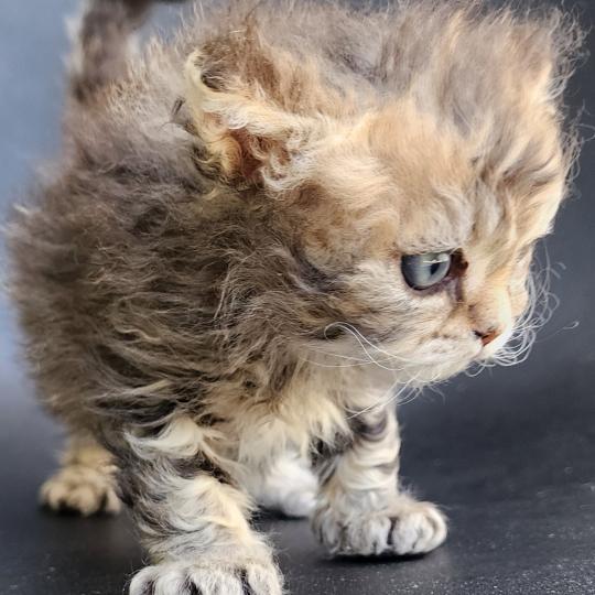 chaton Selkirk Rex Longhair black golden blotched tabby Boogie Chatterie Ochatmouton