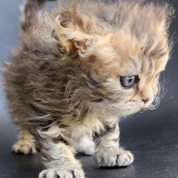 chaton Selkirk Rex Longhair black golden blotched tabby Boogie Chatterie Ochatmouton