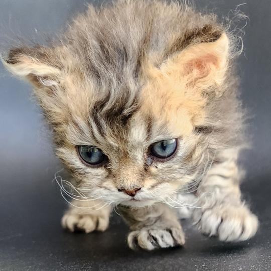 chaton Selkirk Rex Longhair black golden blotched tabby Boogie Chatterie Ochatmouton