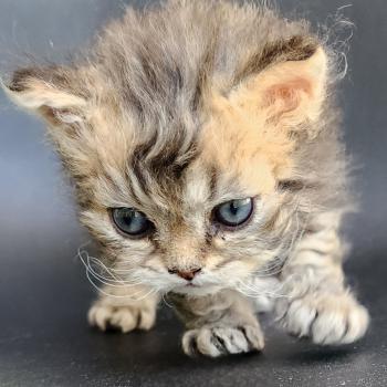 chaton Selkirk Rex Longhair black golden blotched tabby Boogie Chatterie Ochatmouton