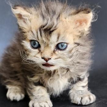 chaton Selkirk Rex Longhair black golden blotched tabby Boogie Chatterie Ochatmouton