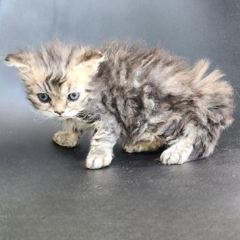 chaton Selkirk Rex Longhair black golden blotched tabby Boogie Chatterie Ochatmouton