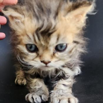 chaton Selkirk Rex Longhair black golden blotched tabby Boogie Chatterie Ochatmouton