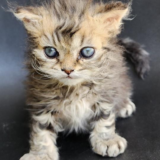 chaton Selkirk Rex Longhair black golden blotched tabby Boogie Chatterie Ochatmouton