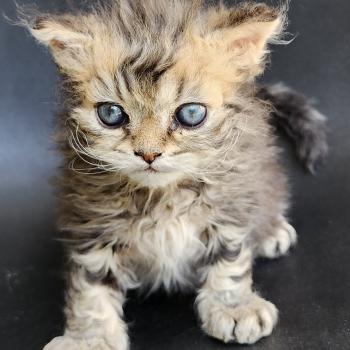 chaton Selkirk Rex Longhair black golden blotched tabby Boogie Chatterie Ochatmouton
