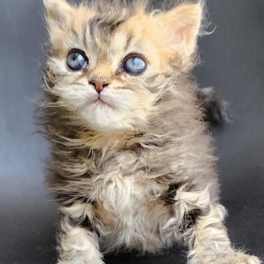 chaton Selkirk Rex Longhair black golden blotched tabby Boogie Chatterie Ochatmouton