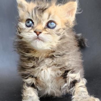 chaton Selkirk Rex Longhair black golden blotched tabby Boogie Chatterie Ochatmouton