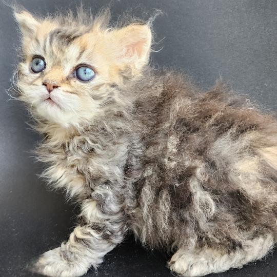 chaton Selkirk Rex Longhair black golden blotched tabby Boogie Chatterie Ochatmouton