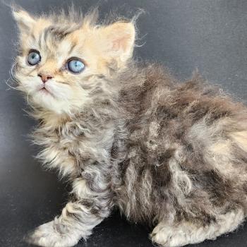chaton Selkirk Rex Longhair black golden blotched tabby Boogie Chatterie Ochatmouton
