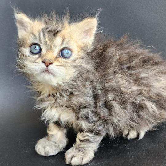 chaton Selkirk Rex Longhair black golden blotched tabby Boogie Chatterie Ochatmouton