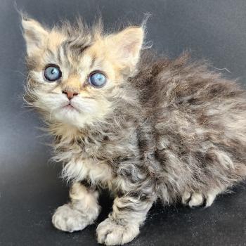 chaton Selkirk Rex Longhair black golden blotched tabby Boogie Chatterie Ochatmouton