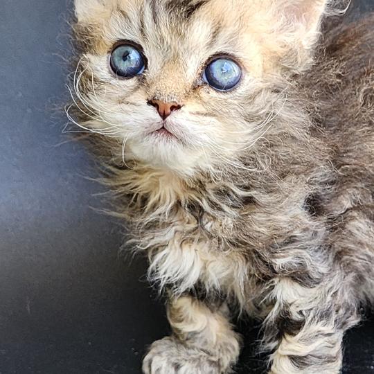 chaton Selkirk Rex Longhair black golden blotched tabby Boogie Chatterie Ochatmouton