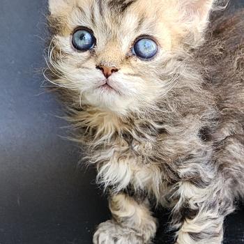 chaton Selkirk Rex Longhair black golden blotched tabby Boogie Chatterie Ochatmouton