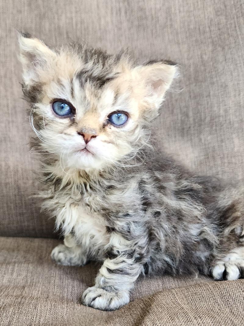 Boogie Of Ochatmouton Mâle Selkirk Rex Longhair