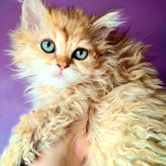 chat Selkirk Rex Longhair FLEUR Chatterie Ochatmouton