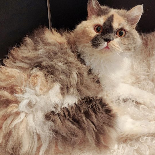 chat Selkirk Rex Longhair blue tortie & blanc Janetta Chatterie Ochatmouton