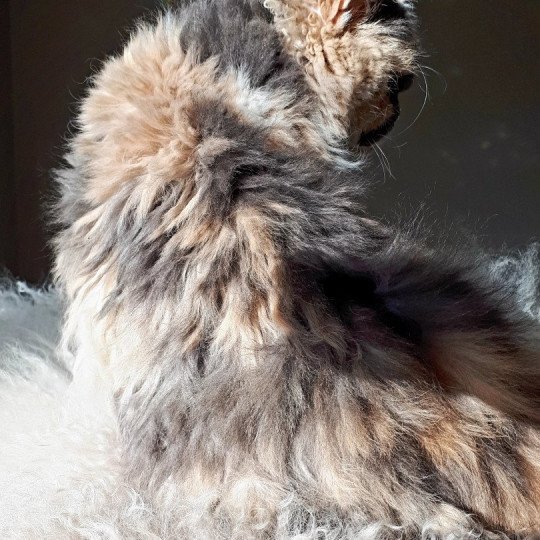 chat Selkirk Rex Longhair blue tortie & blanc Janetta Chatterie Ochatmouton