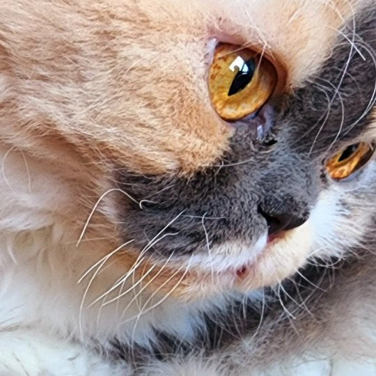 chat Selkirk Rex Longhair blue tortie & blanc Janetta Chatterie Ochatmouton