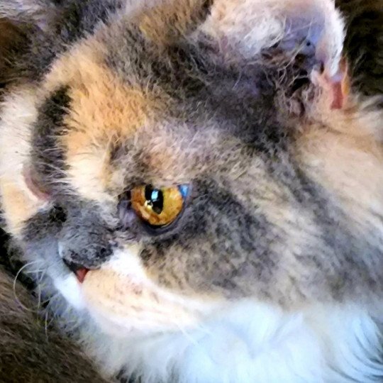 chat Selkirk Rex Longhair blue tortie & blanc Janetta Chatterie Ochatmouton