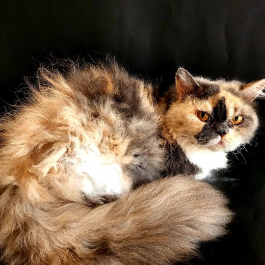 chat Selkirk Rex Longhair blue tortie & blanc Janetta Chatterie Ochatmouton