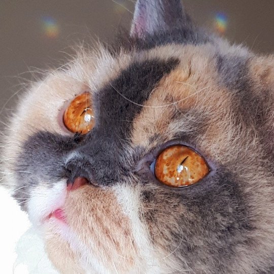 Janetta Femelle Selkirk Rex Longhair