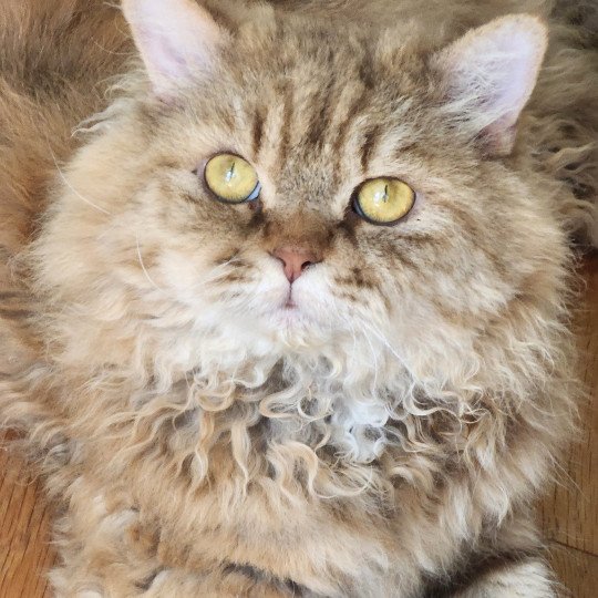 chat Selkirk Rex Longhair chocolate golden shaded Tepoto Chazam Chatterie Ochatmouton