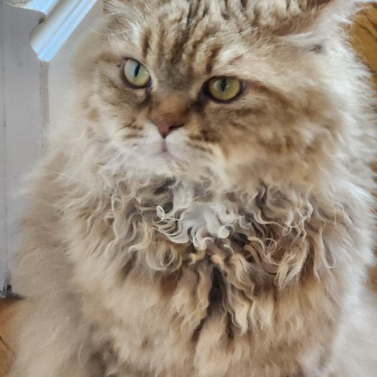 chat Selkirk Rex Longhair chocolate golden shaded Tepoto Chazam Chatterie Ochatmouton