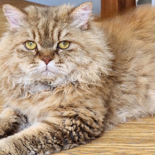 chat Selkirk Rex Longhair chocolate golden shaded Tepoto Chazam Chatterie Ochatmouton