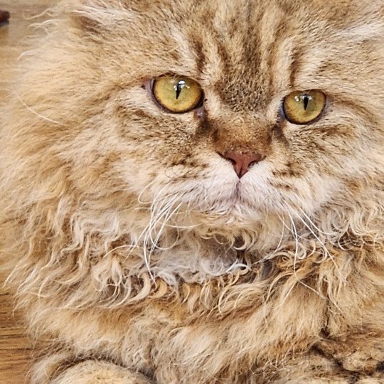 chat Selkirk Rex Longhair chocolate golden shaded Tepoto Chazam Chatterie Ochatmouton