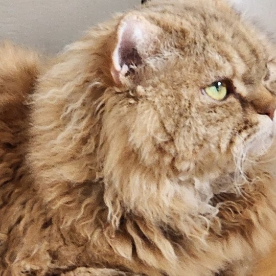 chat Selkirk Rex Longhair chocolate golden shaded Tepoto Chazam Chatterie Ochatmouton