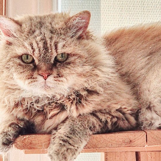 chat Selkirk Rex Longhair chocolate golden shaded Tepoto Chazam Chatterie Ochatmouton