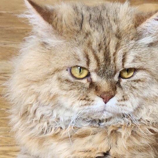 chat Selkirk Rex Longhair chocolate golden shaded Tepoto Chazam Chatterie Ochatmouton