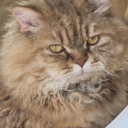 chat Selkirk Rex Longhair chocolate golden shaded Tepoto Chazam Chatterie Ochatmouton