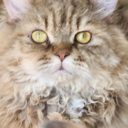 TEPOTO - CHAZAM Mâle Selkirk Rex Longhair
