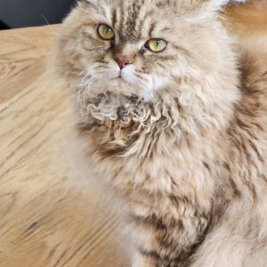 chat Selkirk Rex Longhair chocolate golden shaded Tepoto Chazam Chatterie Ochatmouton