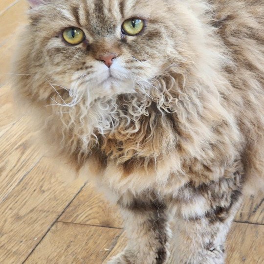 chat Selkirk Rex Longhair chocolate golden shaded Tepoto Chazam Chatterie Ochatmouton