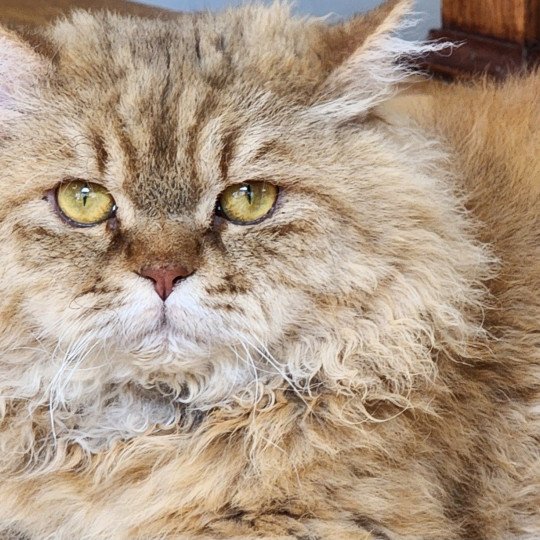 chat Selkirk Rex Longhair chocolate golden shaded Tepoto Chazam Chatterie Ochatmouton