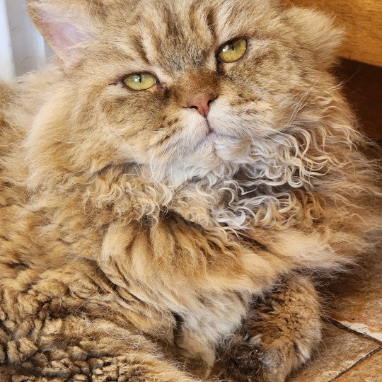 chat Selkirk Rex Longhair chocolate golden shaded Tepoto Chazam Chatterie Ochatmouton